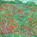 Poppy View